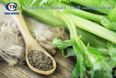 Chiết xuất hạt cần tây – Celery seed extract